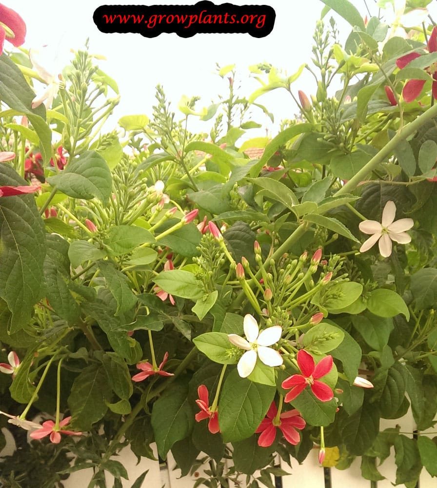 Rangoon creeper plant care