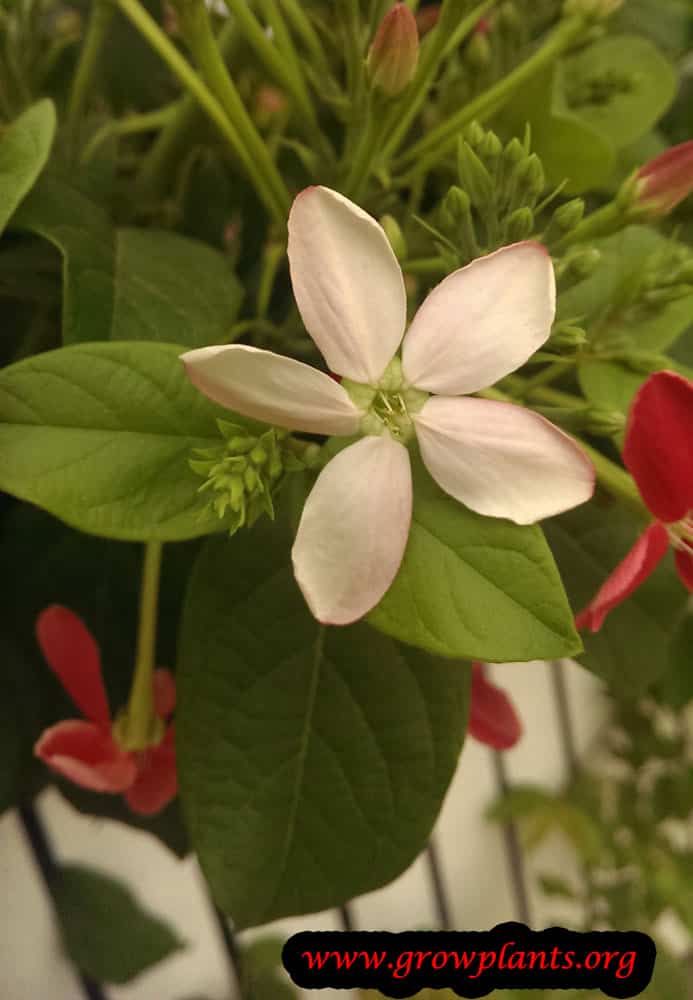 Rangoon creeper white flower