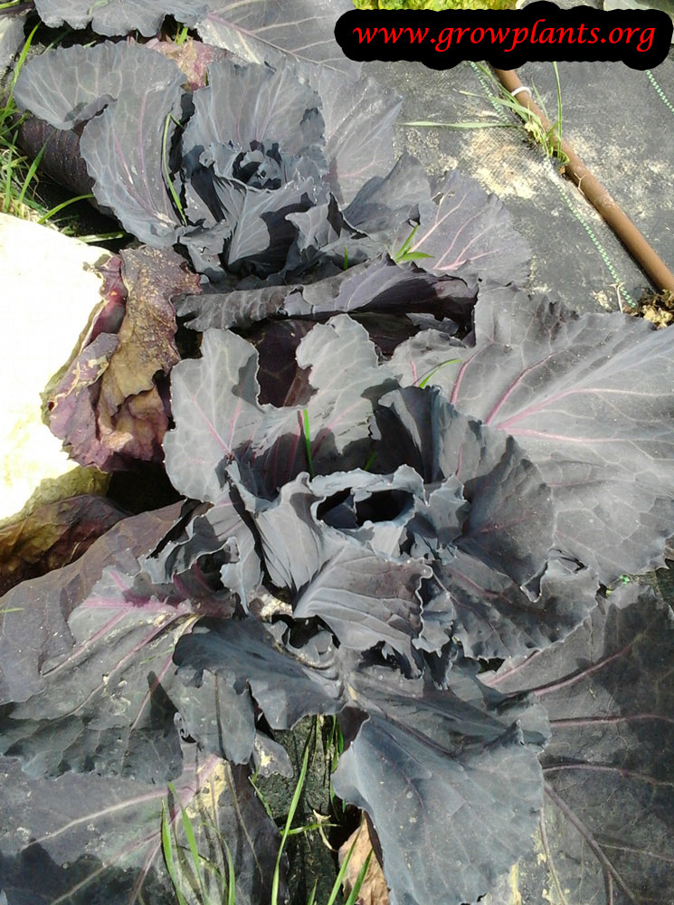 Growing Red cabbage plant