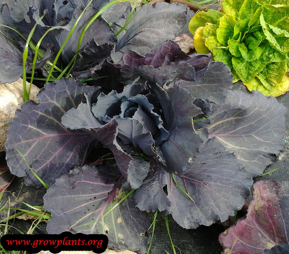 Red cabbage plant care
