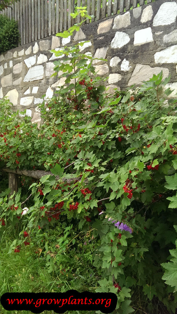 Growing Red currant plant