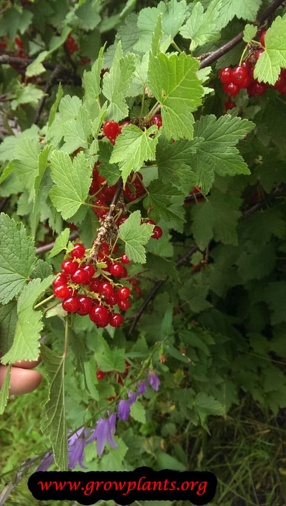 Red currant plant fruits