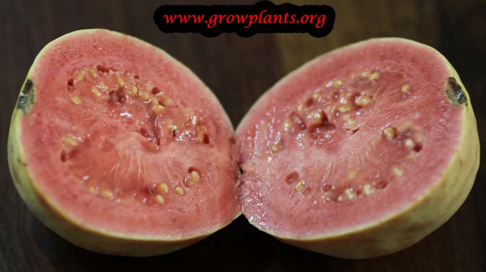Red guava tree fruits