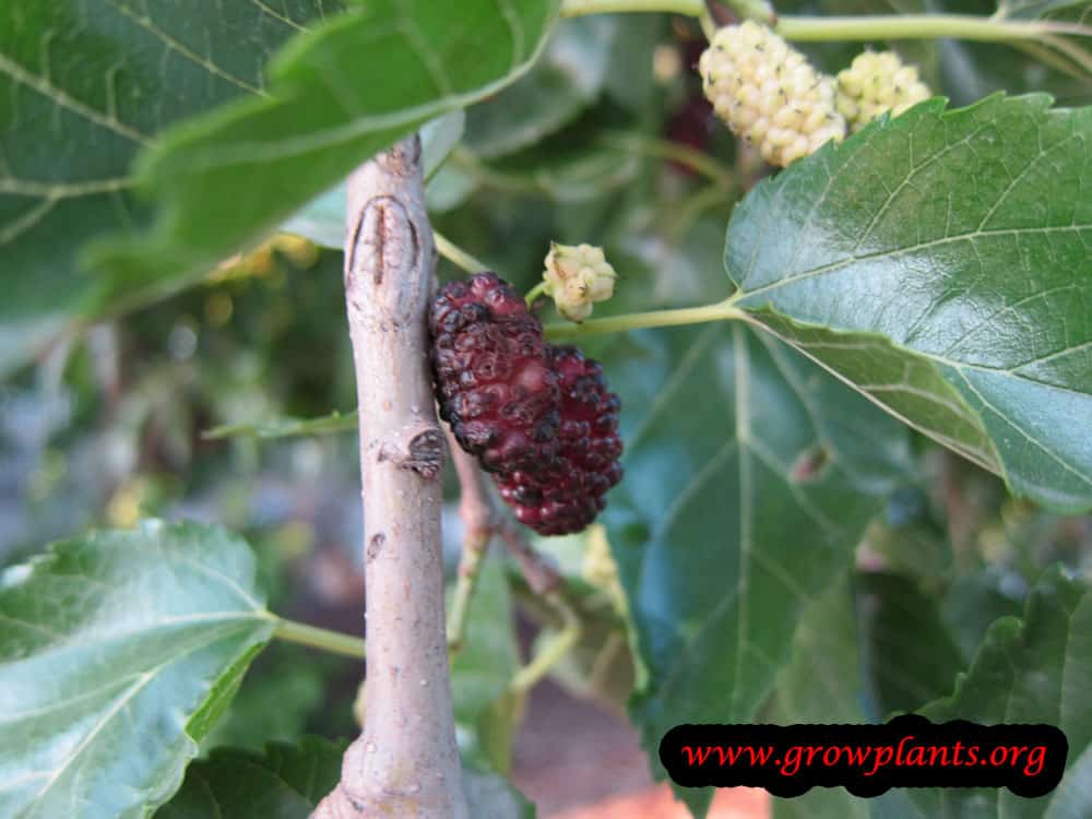Red Mulberry tree