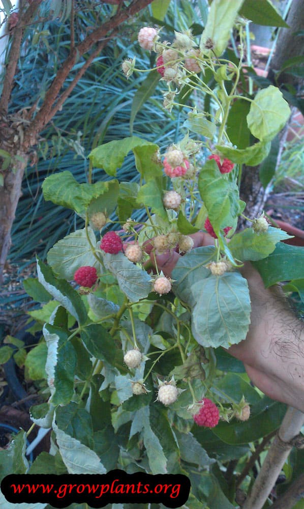 Growing Red raspberry plant
