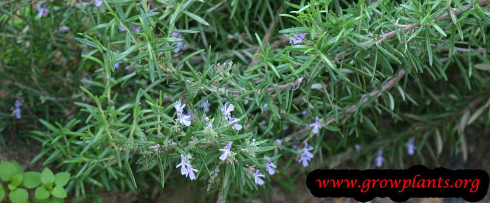 Rosemary plant care