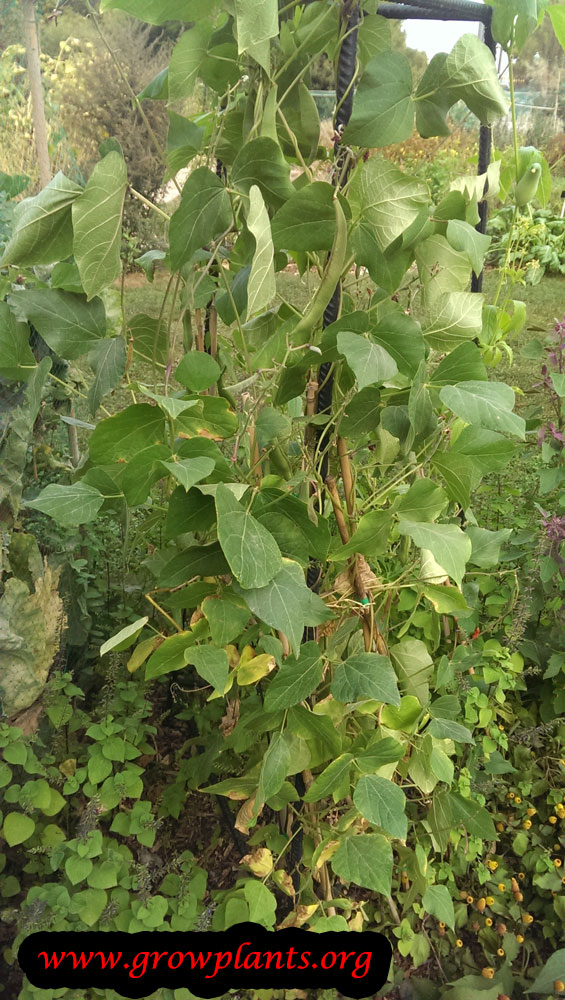 Runner bean plant