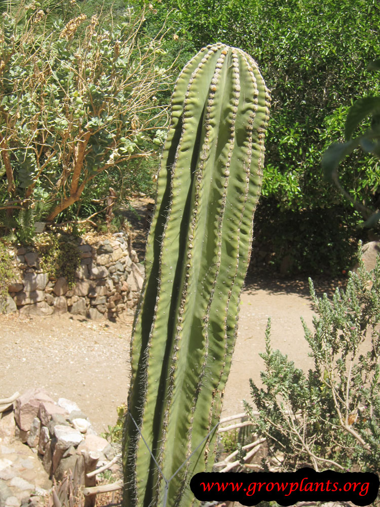 Growing Saguaro cactus