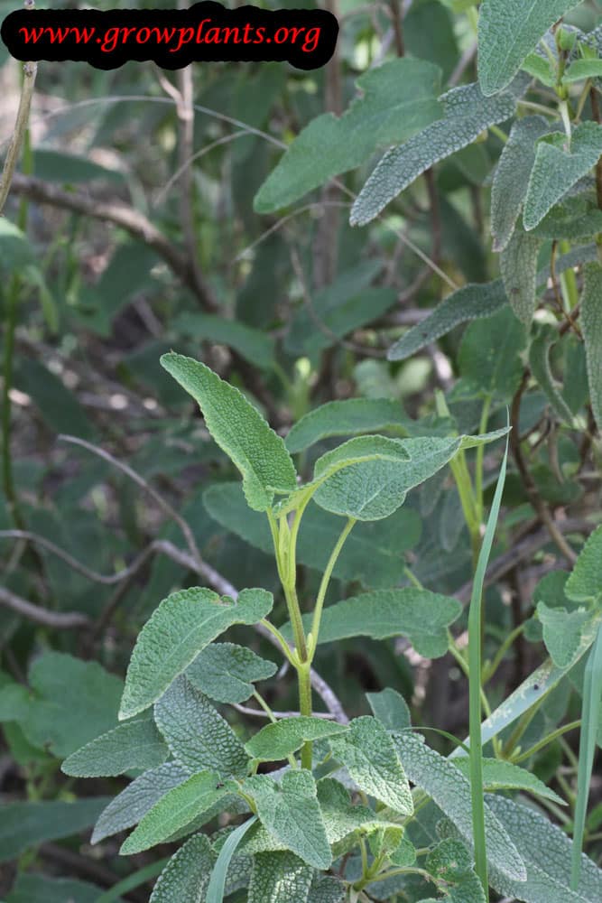 Salvia fruticosa harvest