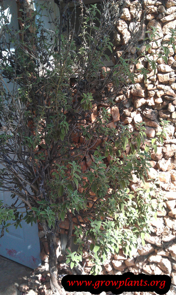 Salvia fruticosa plant care