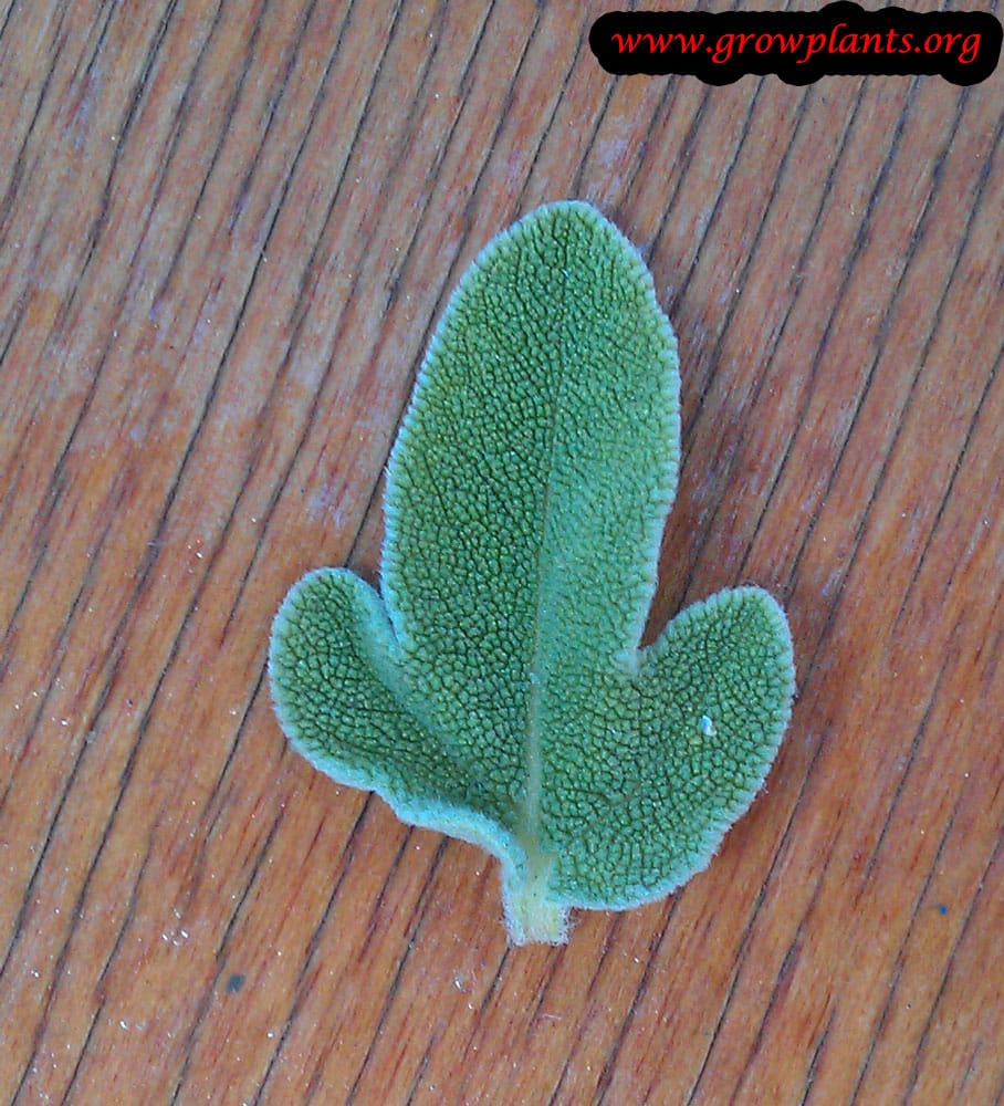 Salvia fruticosa leaf