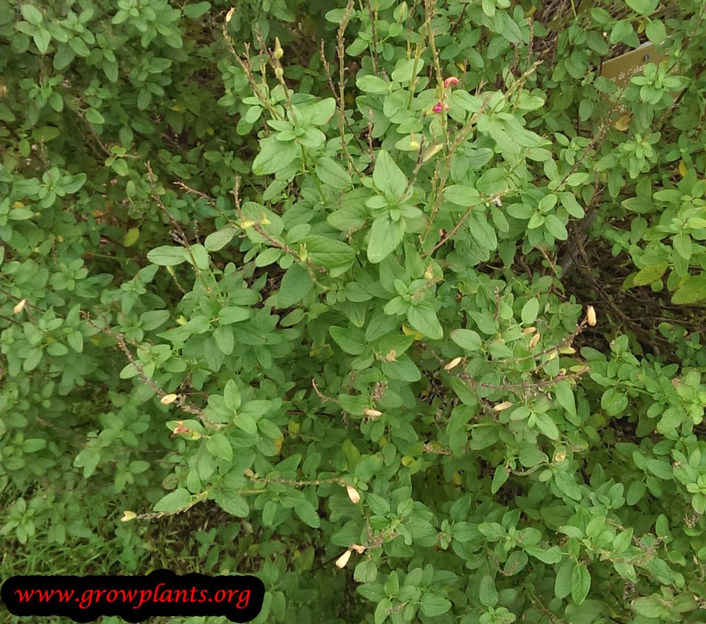 Growing Salvia microphylla