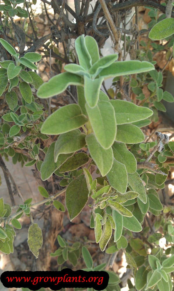 Salvia officinalis - sage plant