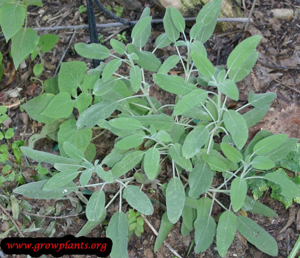 Growing Salvia officinalis - sage plant