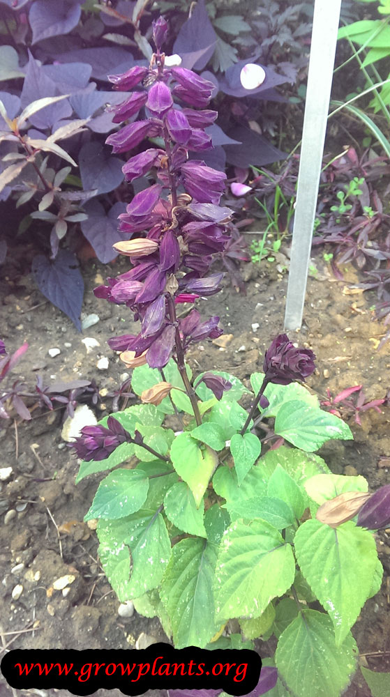 Salvia vista purple