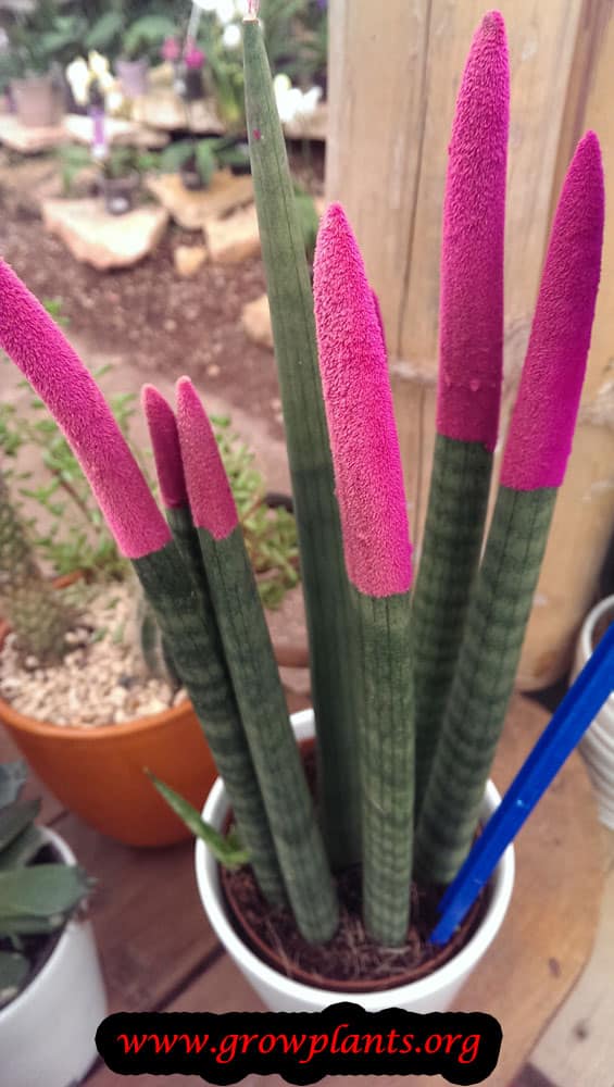 Growing Sansevieria cylindrica