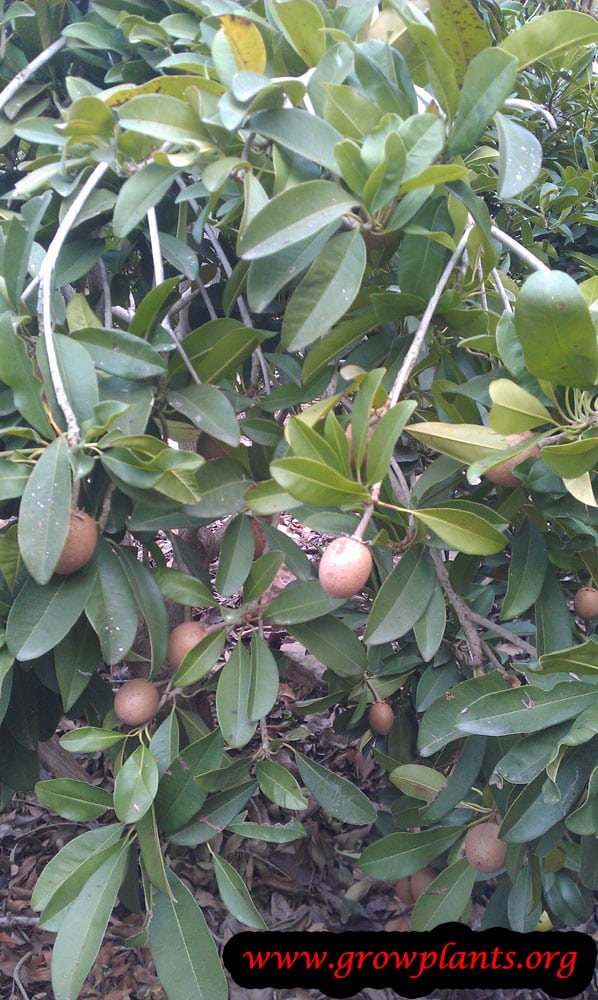 Growing Sapodilla tree
