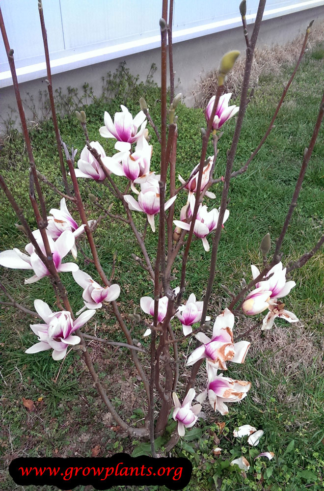 Saucer magnolia tree