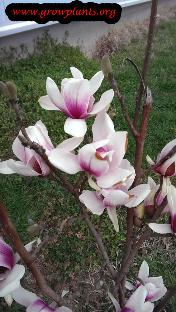 Growing Saucer magnolia tree