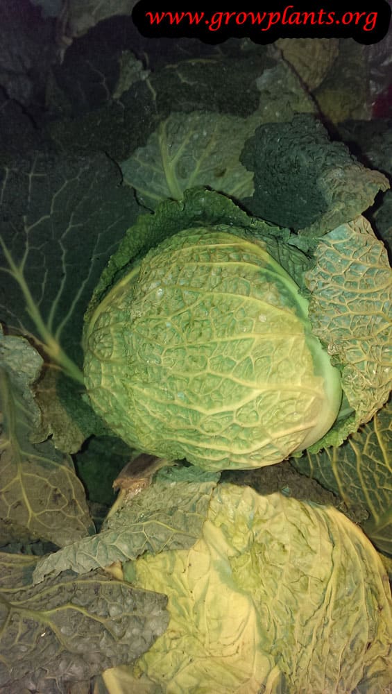 Savoy cabbage plant