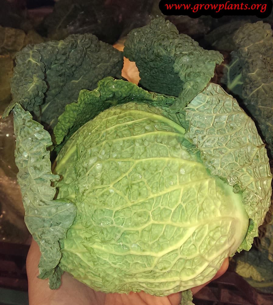 Harvest Savoy cabbage head
