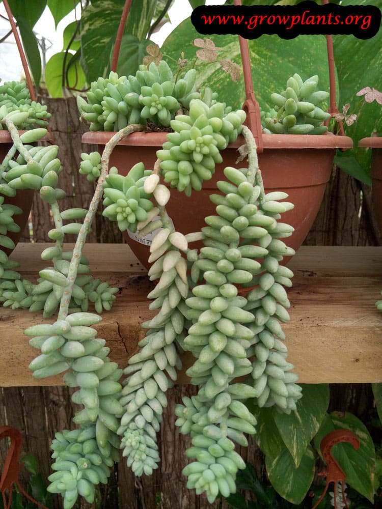 Sedum morganianum plant care