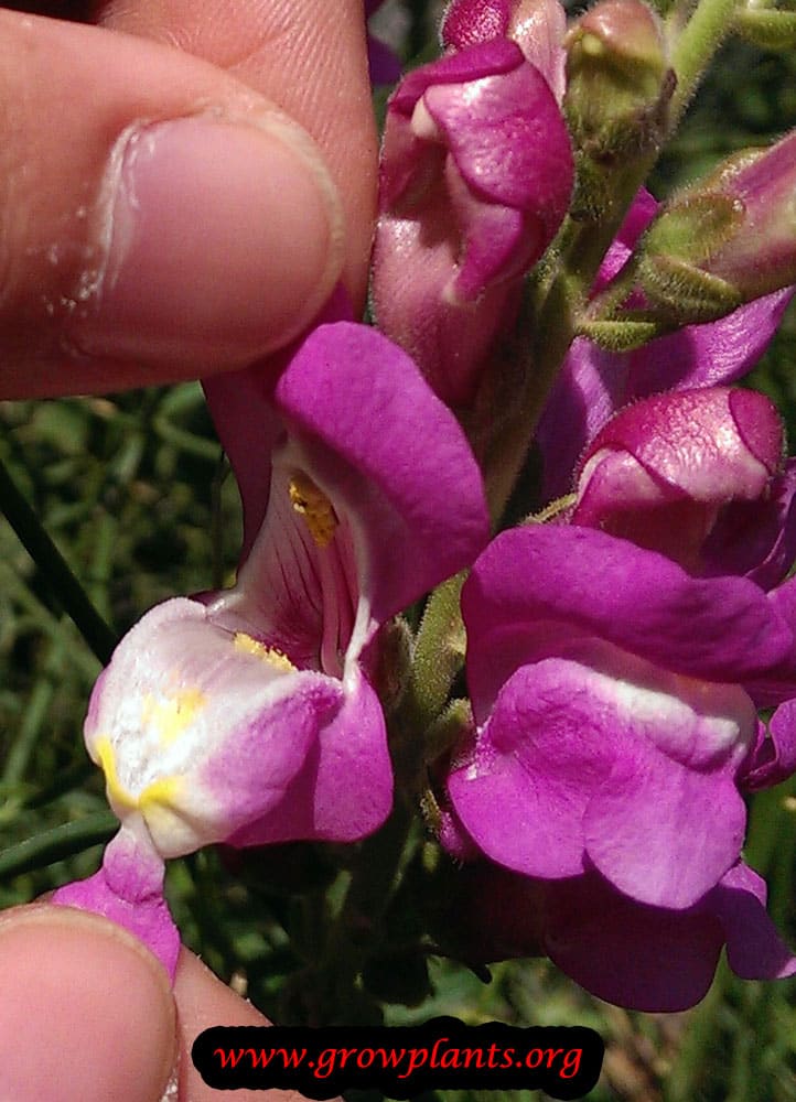 Snapdragon open flower