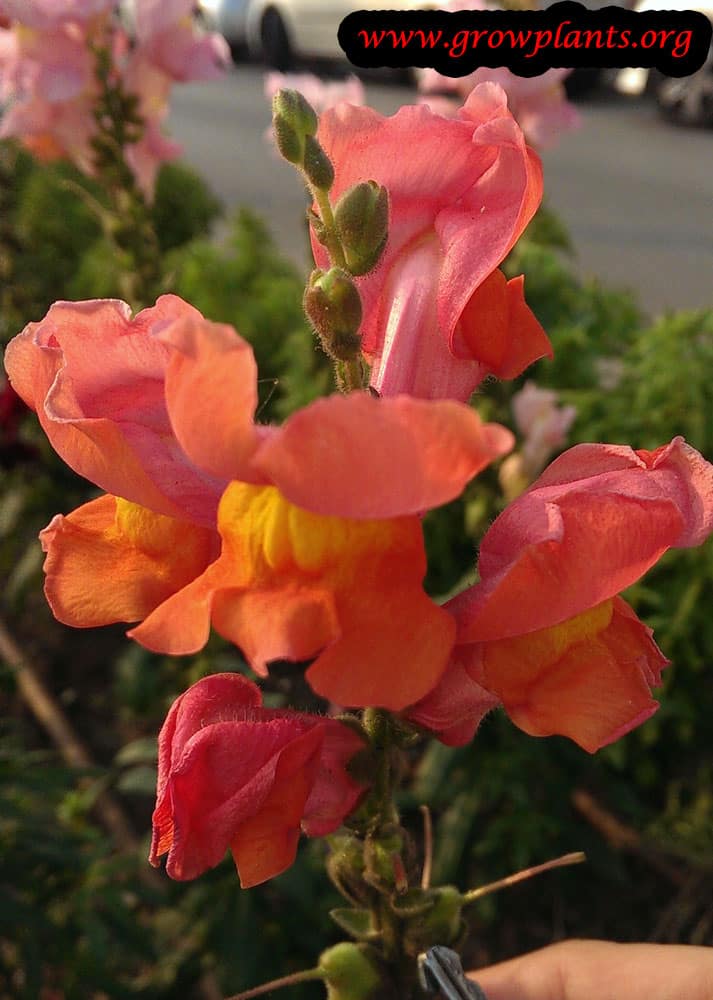 Snapdragon orange flower