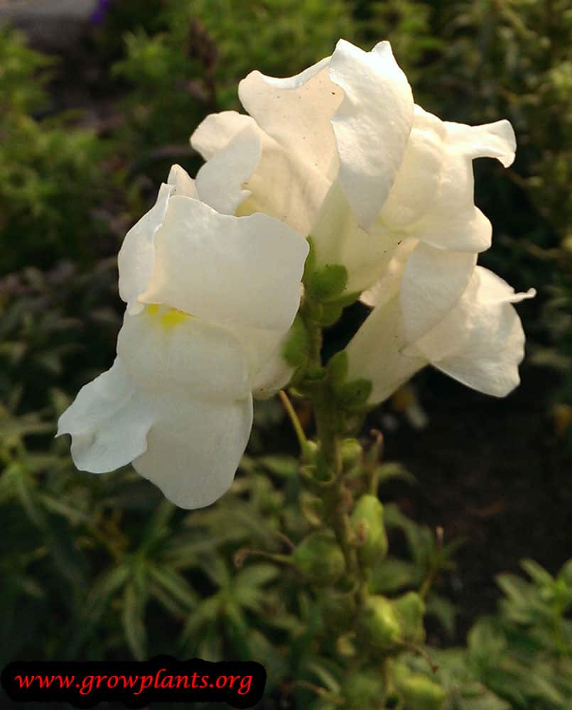 Snapdragon white flower