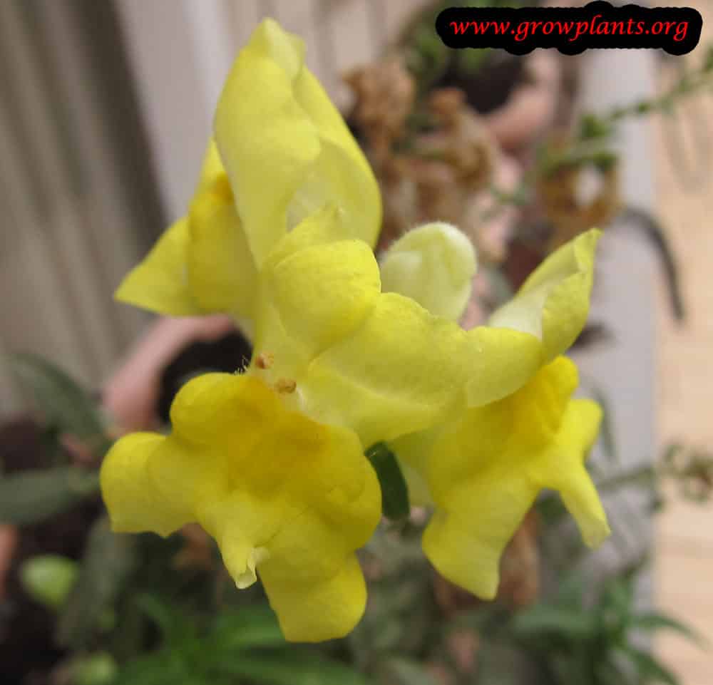 Snapdragon yellow flower