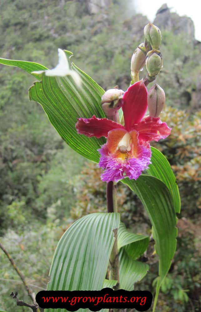 Sobralia orchid flower