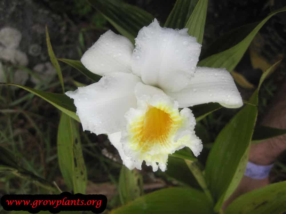 Growing Sobralia orchid