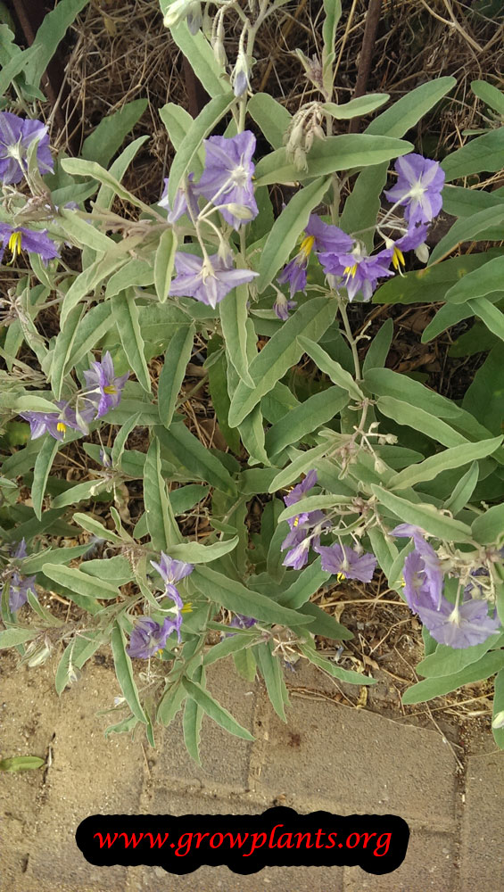 Solanum elaeagnifolium flowers