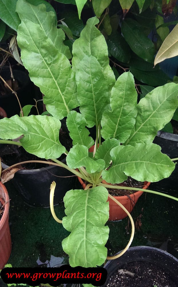 Growing Sorrel plant