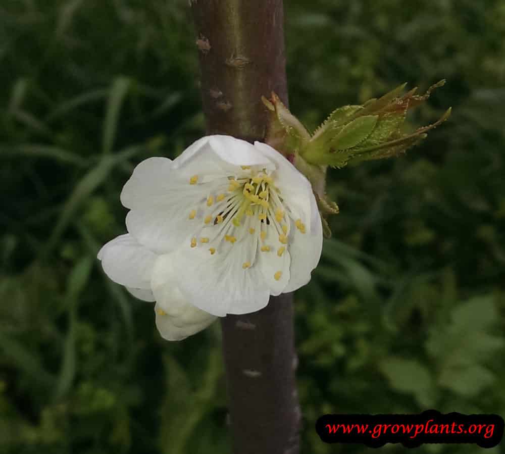 Sour cherry tree flower