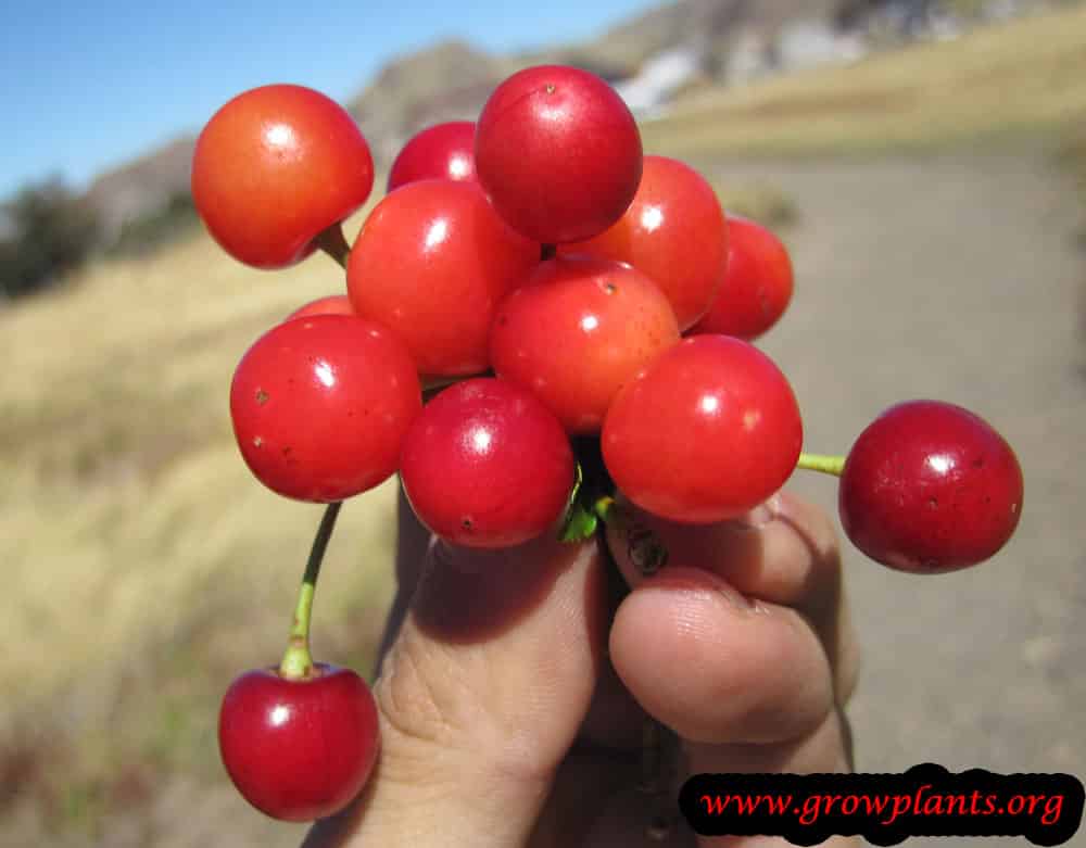 Sour cherry tree fruit