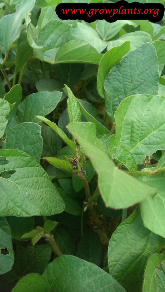 Growing Soybean plant