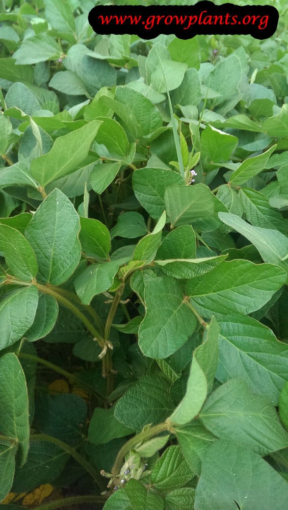 Soybean plant care