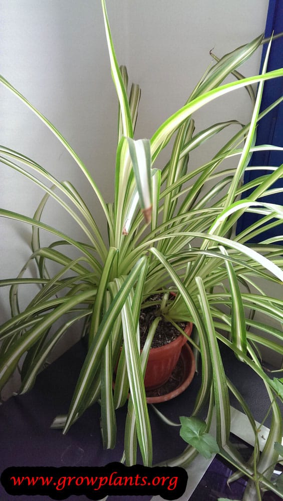 Growing Spider plant