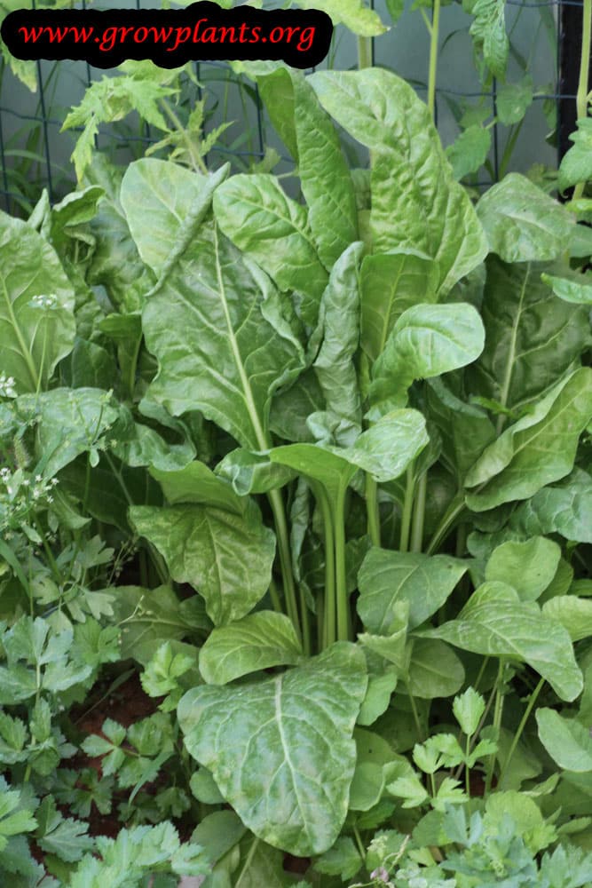 Spinach plant