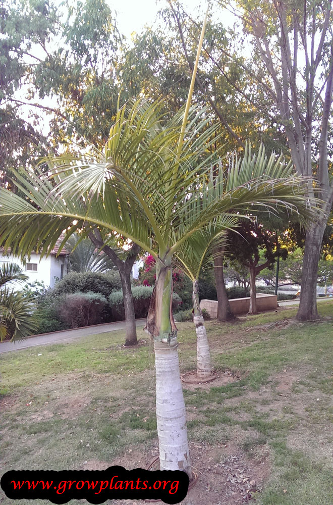 Growing Spindle palm