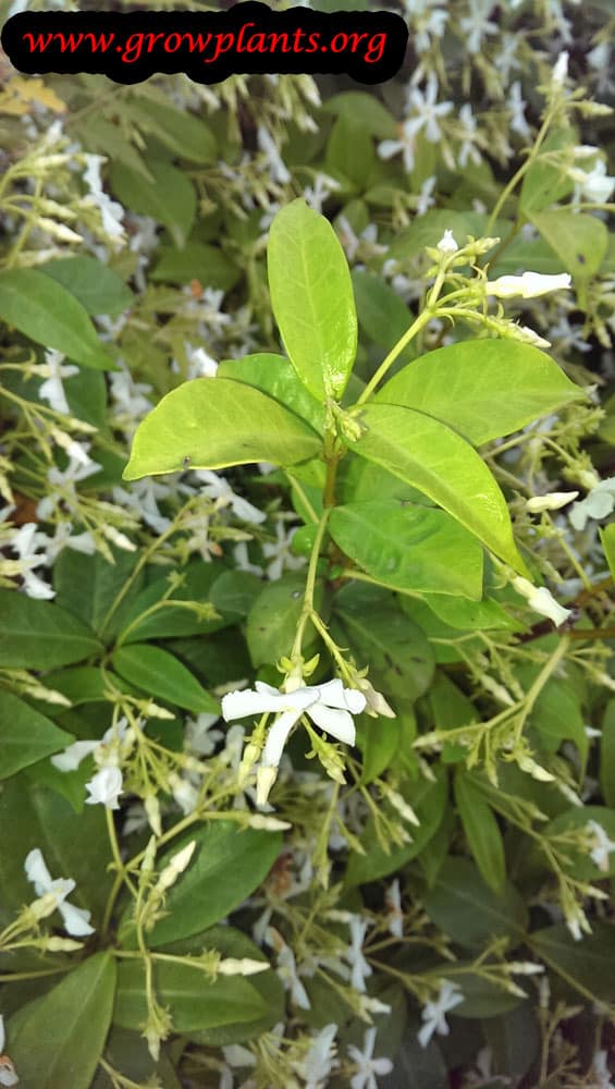 Growing Star jasmine
