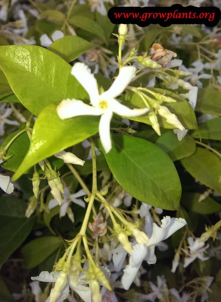Star jasmine plant care