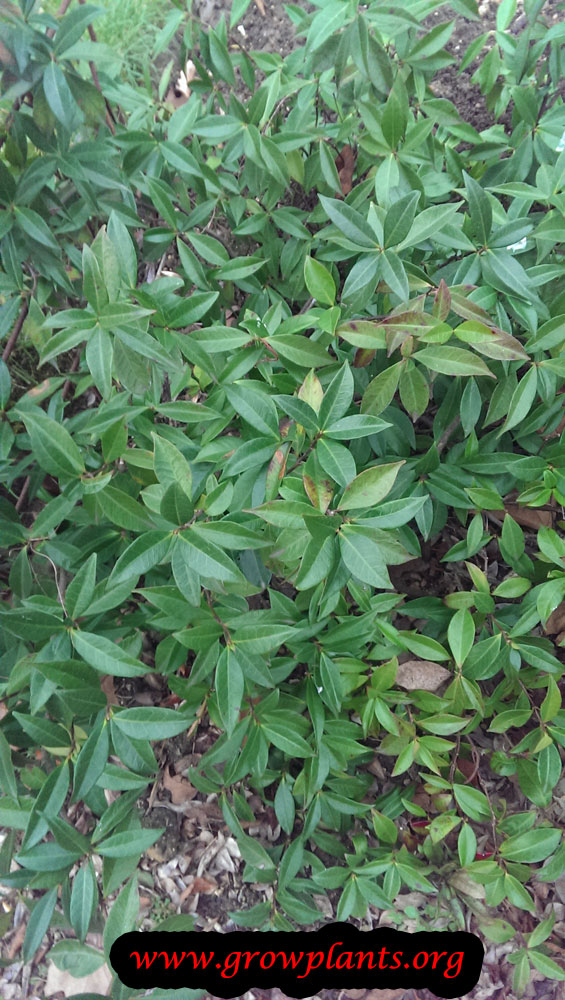 Star jasmine plant