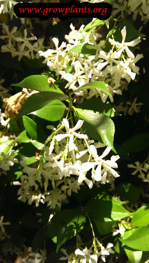Star jasmine flowers