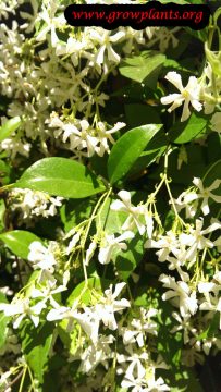 Star jasmine - How to grow & care