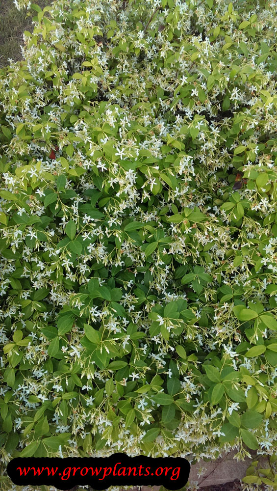 Trachelospermum jasminoides flowers
