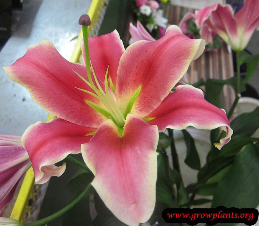 Stargazer lily plant care
