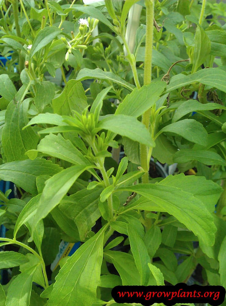 Stevia plant