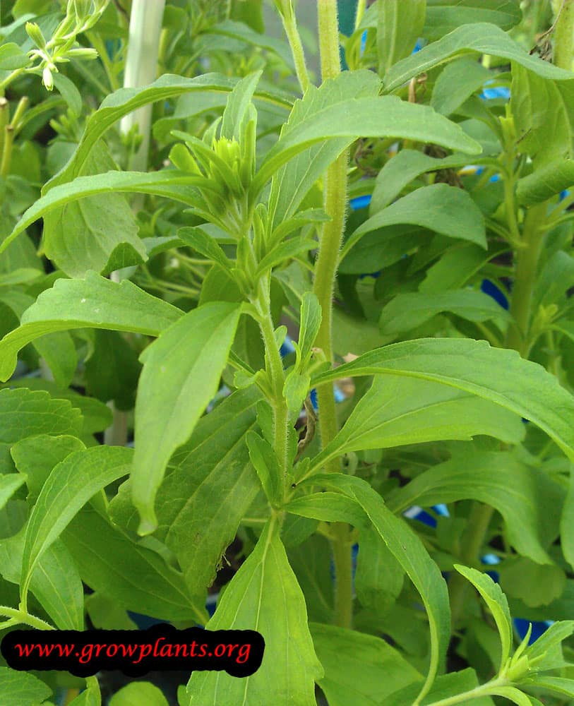 Growing Stevia plant